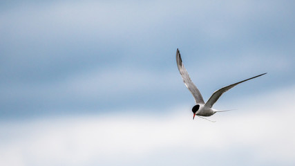 Close up isolated common tern seagull in the wild- Danube Delta Romania