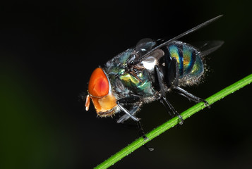 Macro Photo of Blowfly on Blade of Grass Isolated on Background