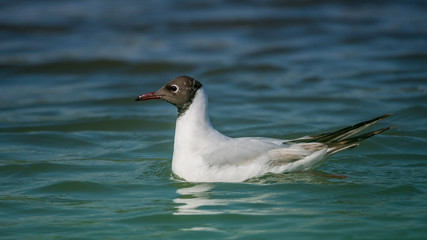 Close up isolated common tern seagull in the wild- Danube Delta Romania