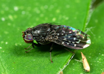 Macro Photo of Little Black fly on Green Leaf