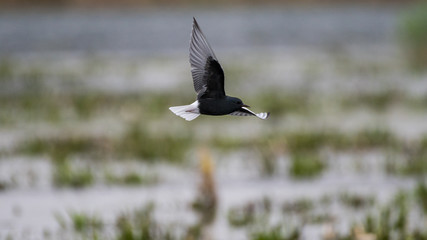 Close up isolated common tern seagull in the wild- Danube Delta Romania