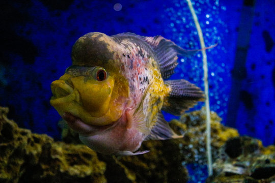 Flowerhorn cichlids are ornamental aquarium fish.Underwater life. Crossbreed cichlid fish. King Kamfa Flowerhorn Fishes In Asia.Coral reef, fish, colorful plants in ocean.