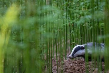 Badger, meles meles, browsing and eating,  close to and in distance surrounded by bracken in a Scottish pine/birch forest during a June evening. © Paul
