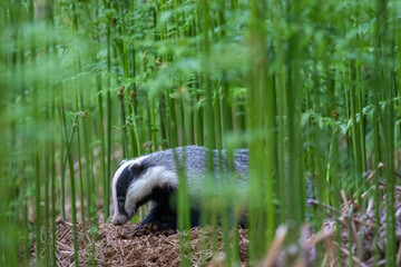 Badger, meles meles, browsing and eating,  close to and in distance surrounded by bracken in a Scottish pine/birch forest during a June evening. © Paul