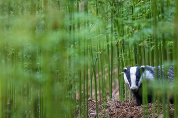 Badger, meles meles, browsing and eating,  close to and in distance surrounded by bracken in a Scottish pine/birch forest during a June evening. © Paul