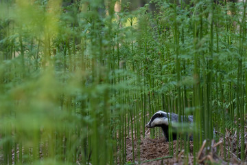 Badger, meles meles, browsing and eating,  close to and in distance surrounded by bracken in a Scottish pine/birch forest during a June evening. © Paul