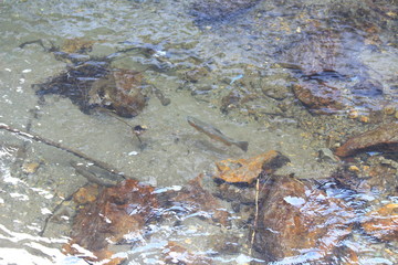 清らかな川に生きる魚