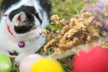 Obraz premium Cats are playing on green grass playground happily with cute and funny actions