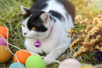 Cats are playing on green grass playground happily with cute and funny actions