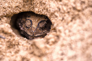 a frog is hiding in sandhole safely in warm sunlight