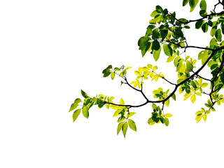 Green leaf and branches on white using as background and wallpaper