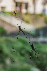 spider on web