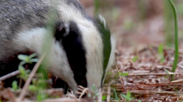 badger, meles meles, feeding wide and near amongst the bracken forest floor on a sunny warm spring evening in Scotland.