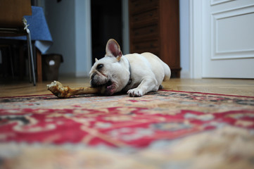 A lovely French bulldog is eating bones