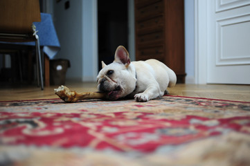 A lovely French bulldog is eating bones