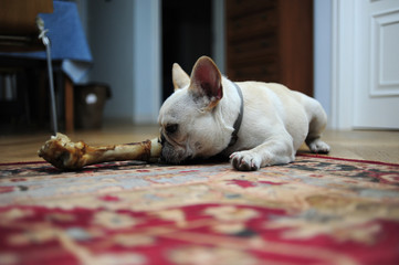 A lovely French bulldog is eating bones