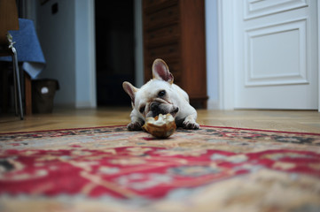 A lovely French bulldog is eating bones