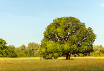 summer landscape, sunny day, big tree