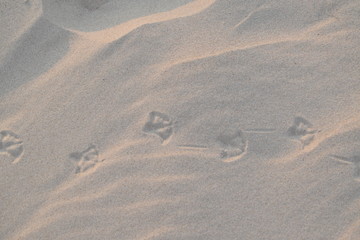 Obraz premium Pisadas