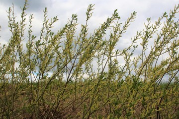  green branches
