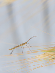 Stick bug on the wheat spica