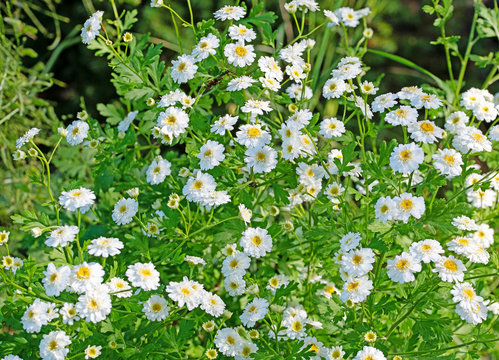 Mutterkraut, Tanacetum parthenium, Bl&uuml;ten