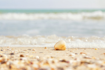 Fototapeta na wymiar Romantic composition of seashells on the background of the sea