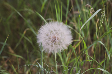Big dandelion in nature