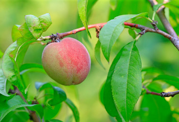 Many ripe apricots, on the branches