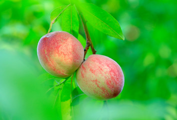 Many ripe apricots, on the branches