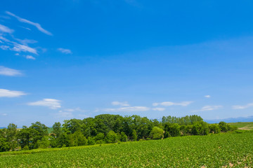 日本　北海道の大地と青空　シンプル背景