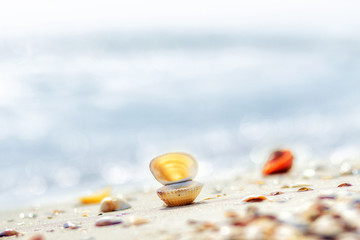 Romantic composition of seashells on the background of the sea