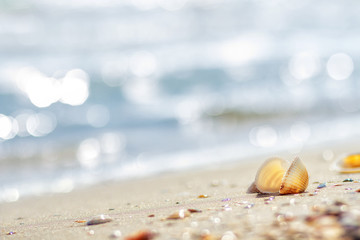 Fototapeta na wymiar Romantic composition of seashells on the background of the sea