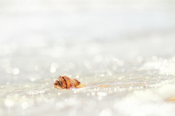 Romantic composition of seashells on the background of the sea