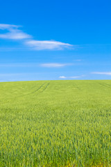 Obraz premium 日本の絶景 草原と青空テクスチャ