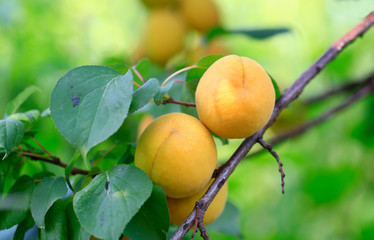 Many ripe apricots, on the branches