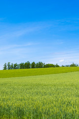 Obraz premium 日本の絶景 草原と青空テクスチャ