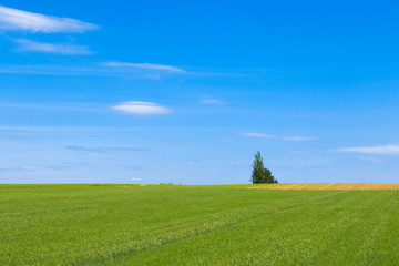 日本の絶景　草原と青空テクスチャ