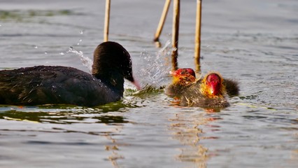 Blässhuhn Mutter füttert ihre 2 Jungen, auf dem See, nah