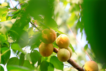 Many ripe apricots, on the branches