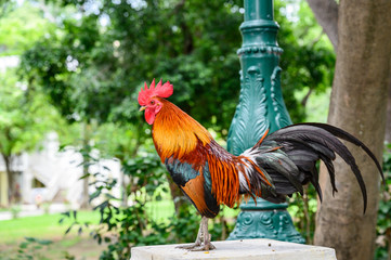 Beautiful Chicken in the garden.