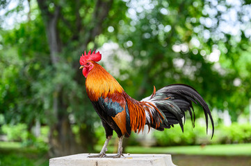 Beautiful Chicken in the garden.