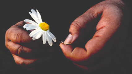 Man removes fingers of petals from a daisy. An adult is uncertain about love as a metaphor. Big male's hands and flower on a dark background.