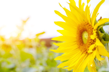 Closeup and side view of sunflower on blurry with sun flare and sky background.
