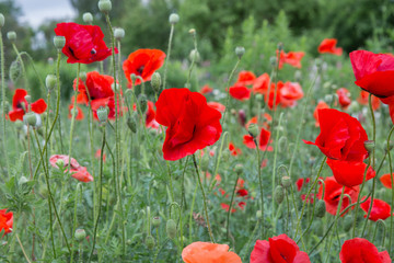 City Cesis, Latvian republic. Red poppy field and green nature. Travel photo 14. Jun. 2019