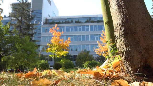 An office building in an urban area from behind a tree - view from the ground of a small park