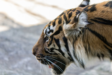 tiger in zoo