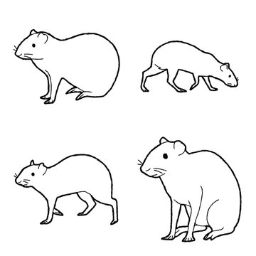 Agouti Vector Illustration Hand Drawn Animal Cartoon Art