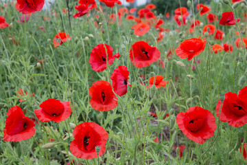 City Cesis, Latvian republic. Red poppy field and green nature. Travel photo 14. Jun. 2019