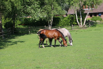 Fototapeta na wymiar Wunderschöne Pferde auf einer grünen Weide beim Grasen